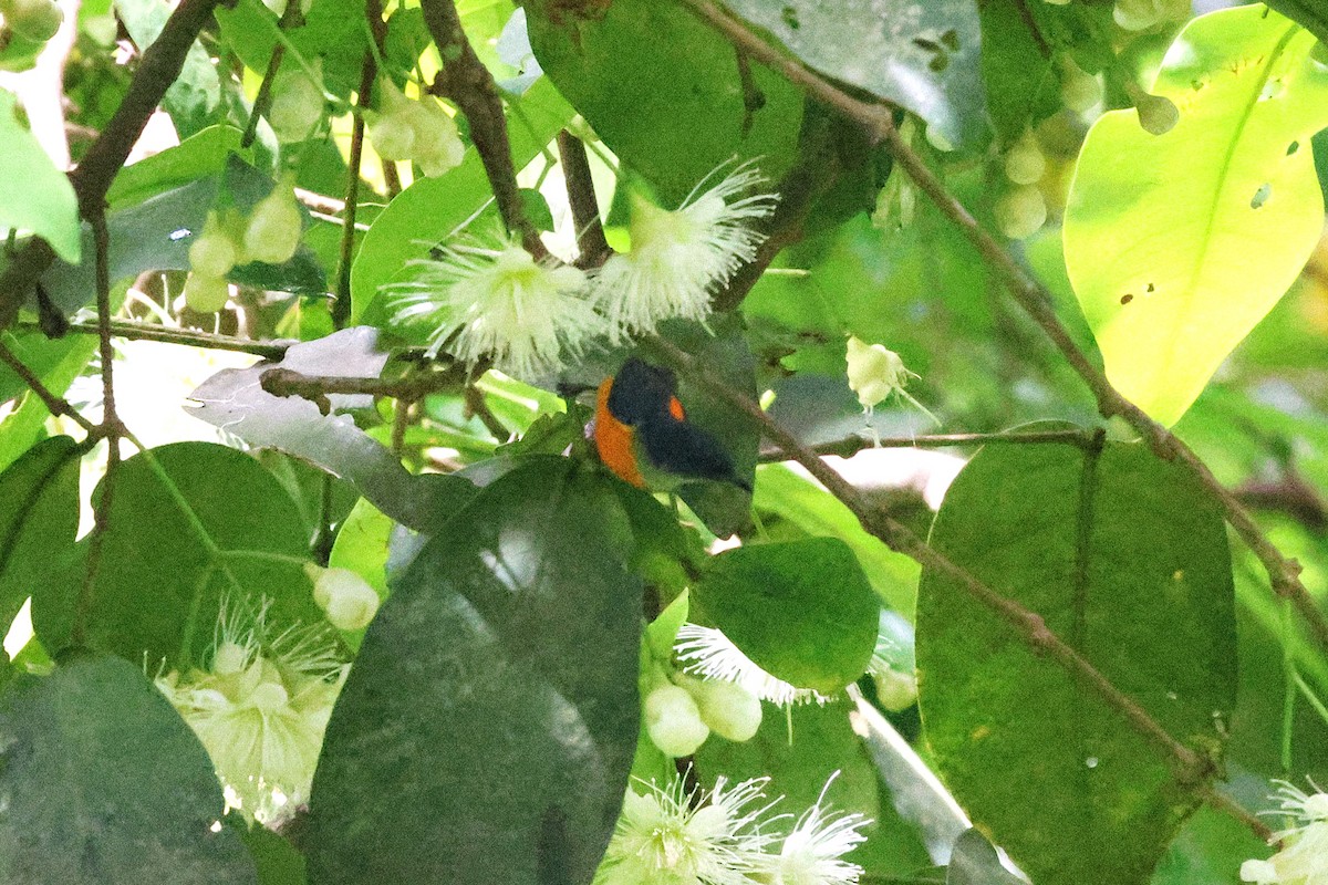 Orange-bellied Flowerpecker - ML646417449