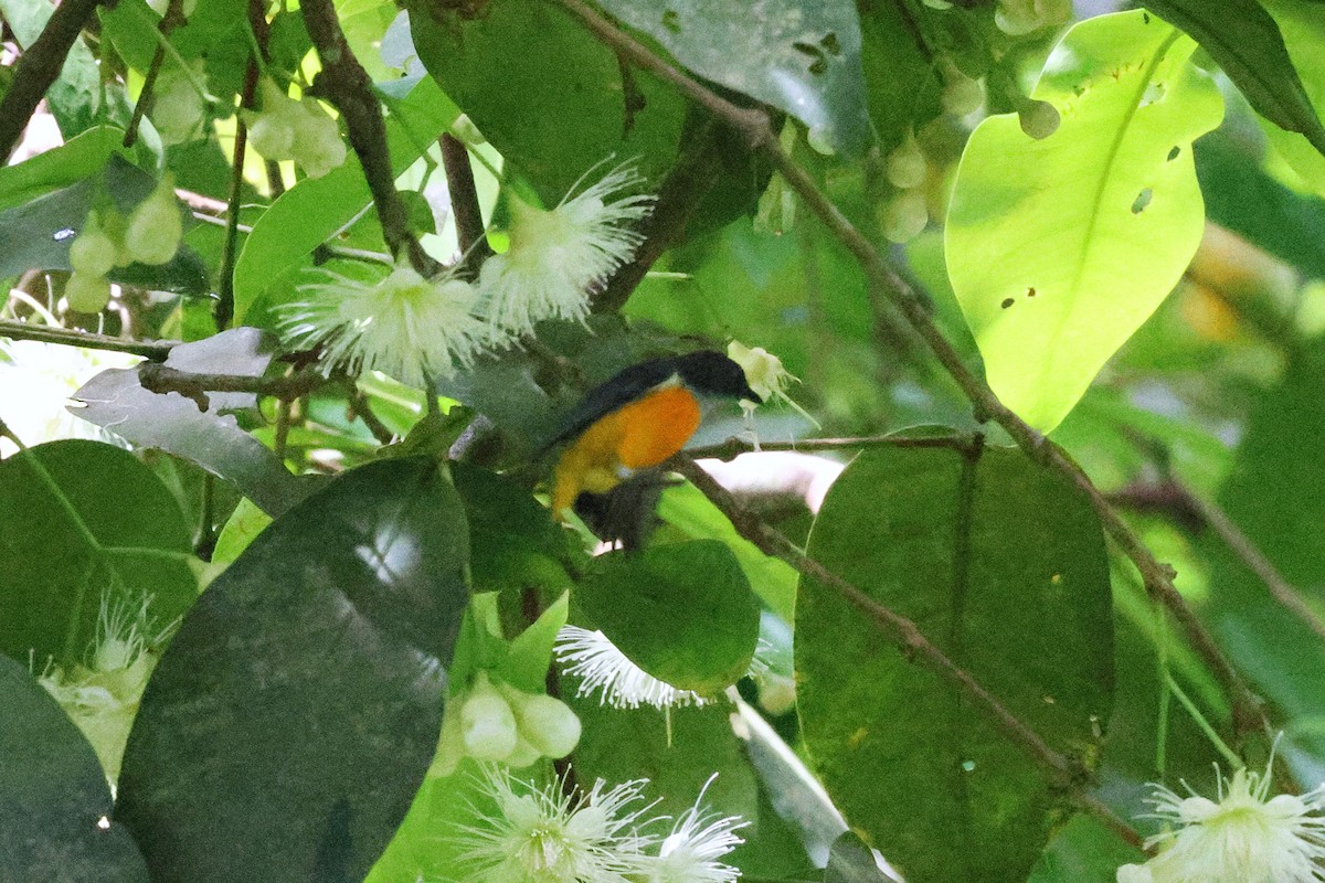 Orange-bellied Flowerpecker - ML646417450