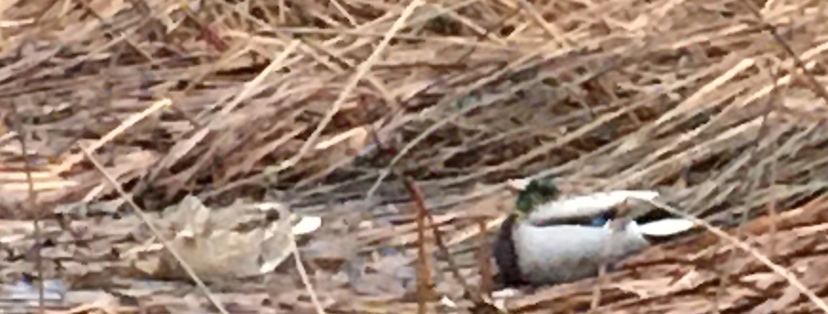 Mallard - ML646417451