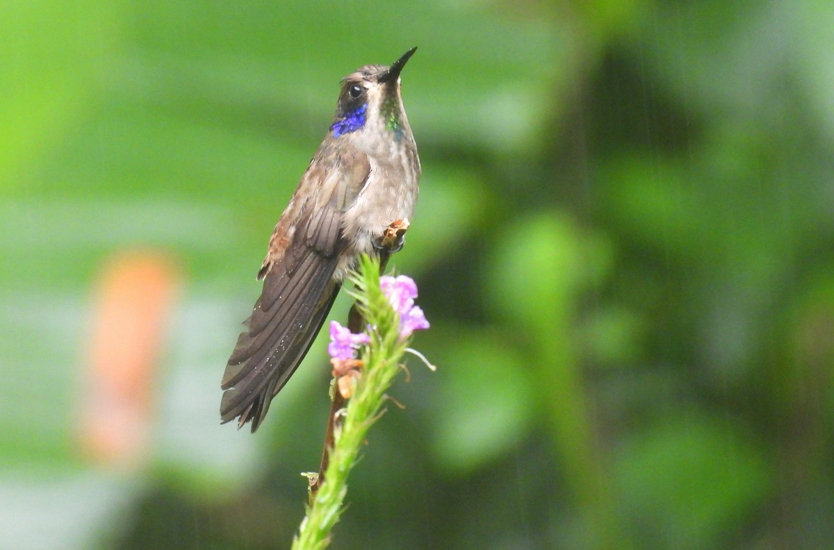 Brown Violetear - ML646417452