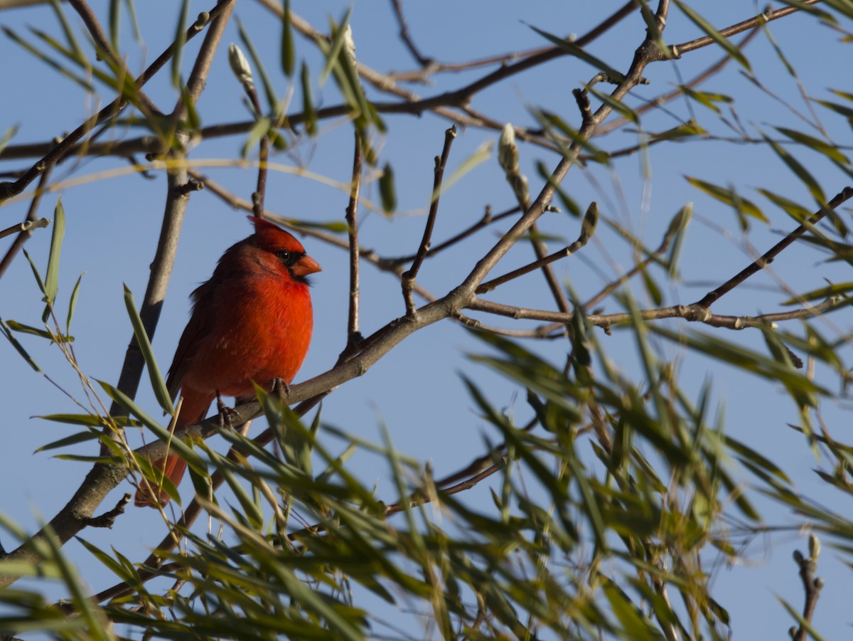 Northern Cardinal - ML646417453