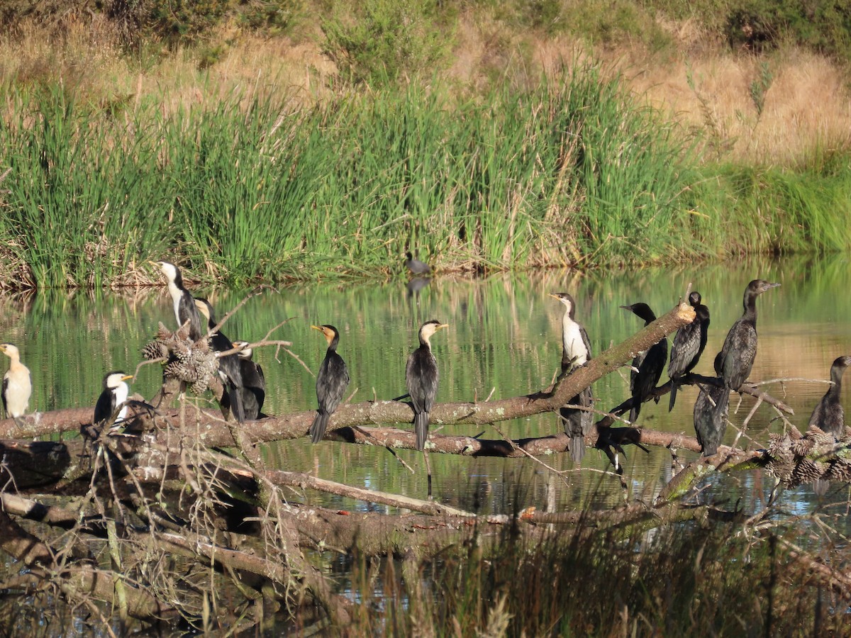 Little Pied Cormorant - ML646417454
