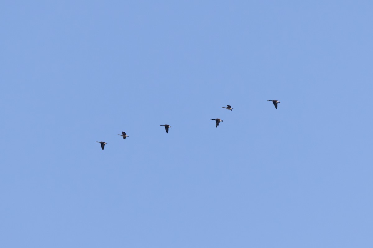 Canada Goose - ML646417456