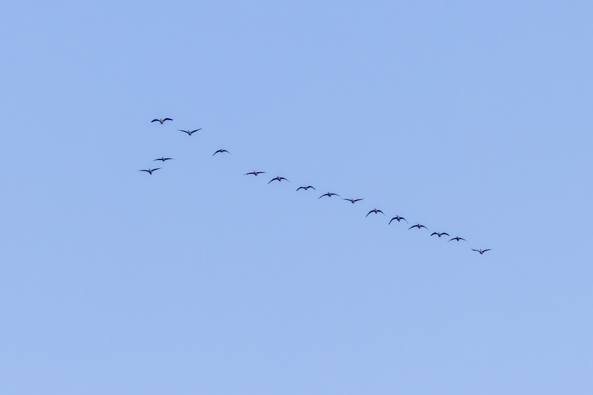 Canada Goose - ML646417458