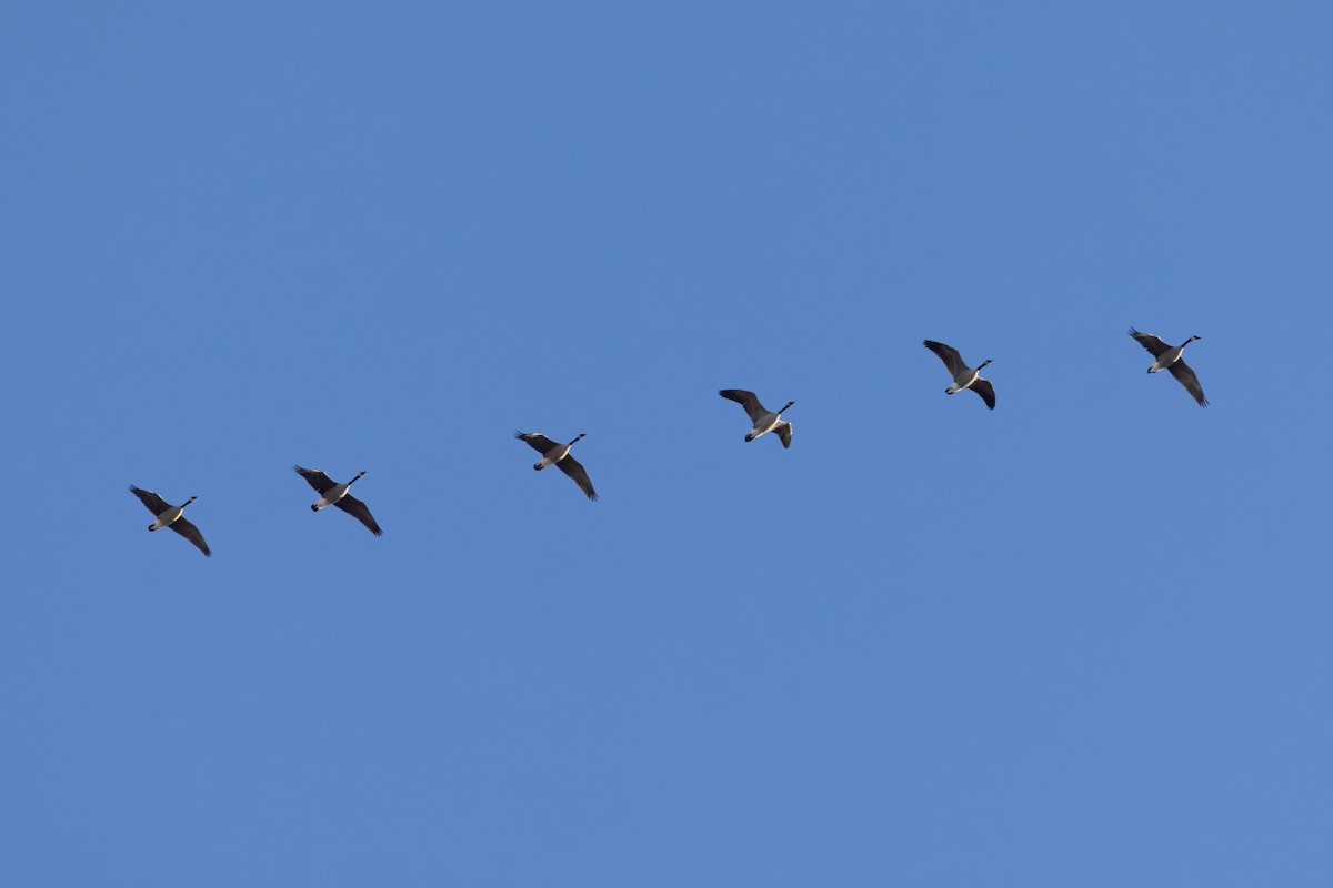 Canada Goose - ML646417459