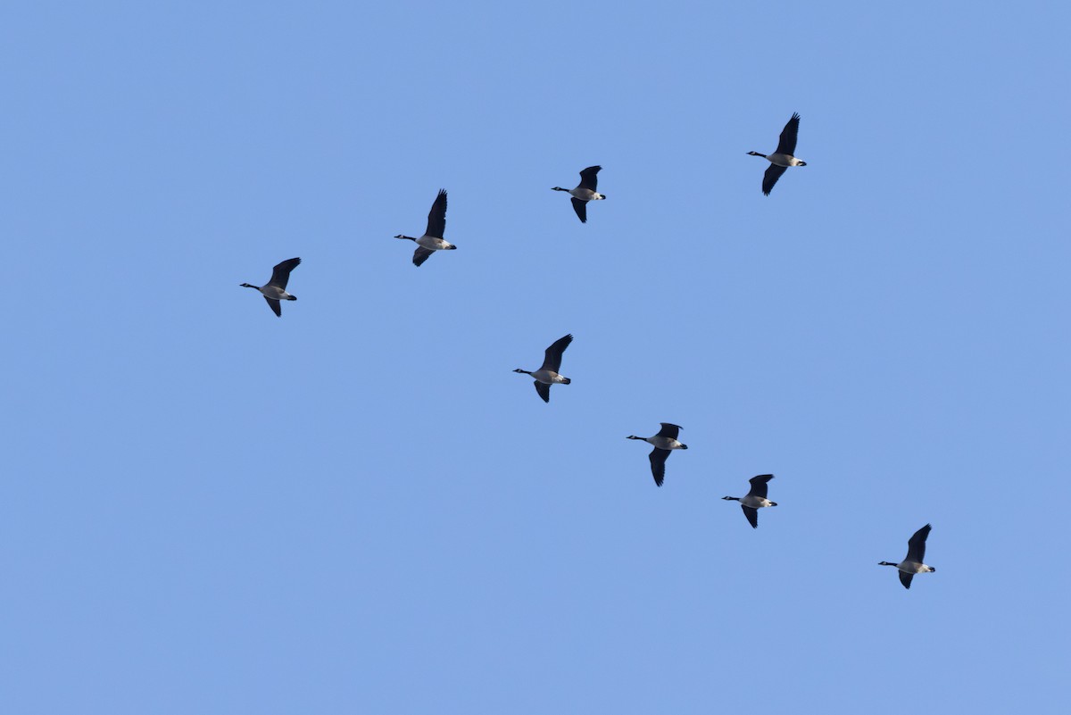 Canada Goose - ML646417460