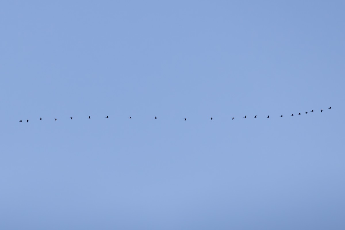 Canada Goose - ML646417461