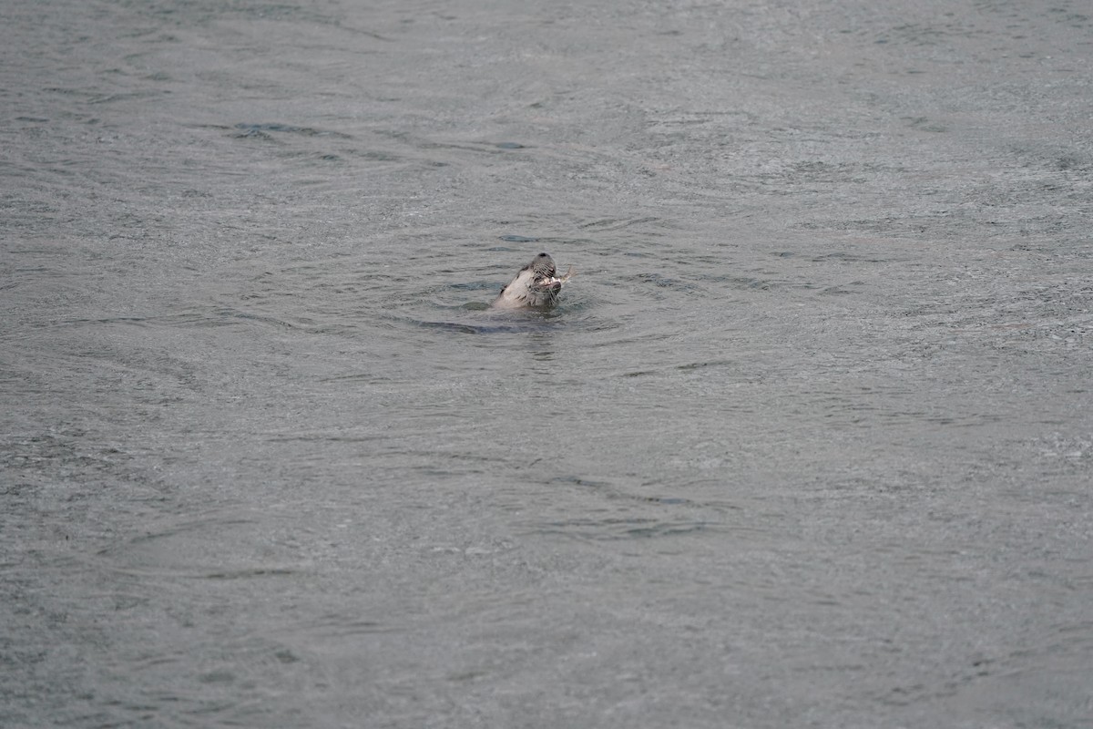 Animals - ML646417462