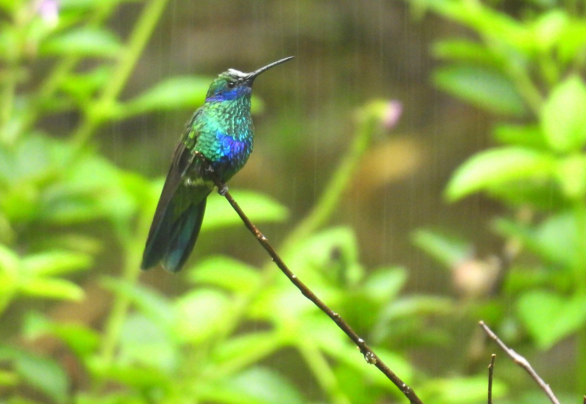 Sparkling Violetear - ML646417463