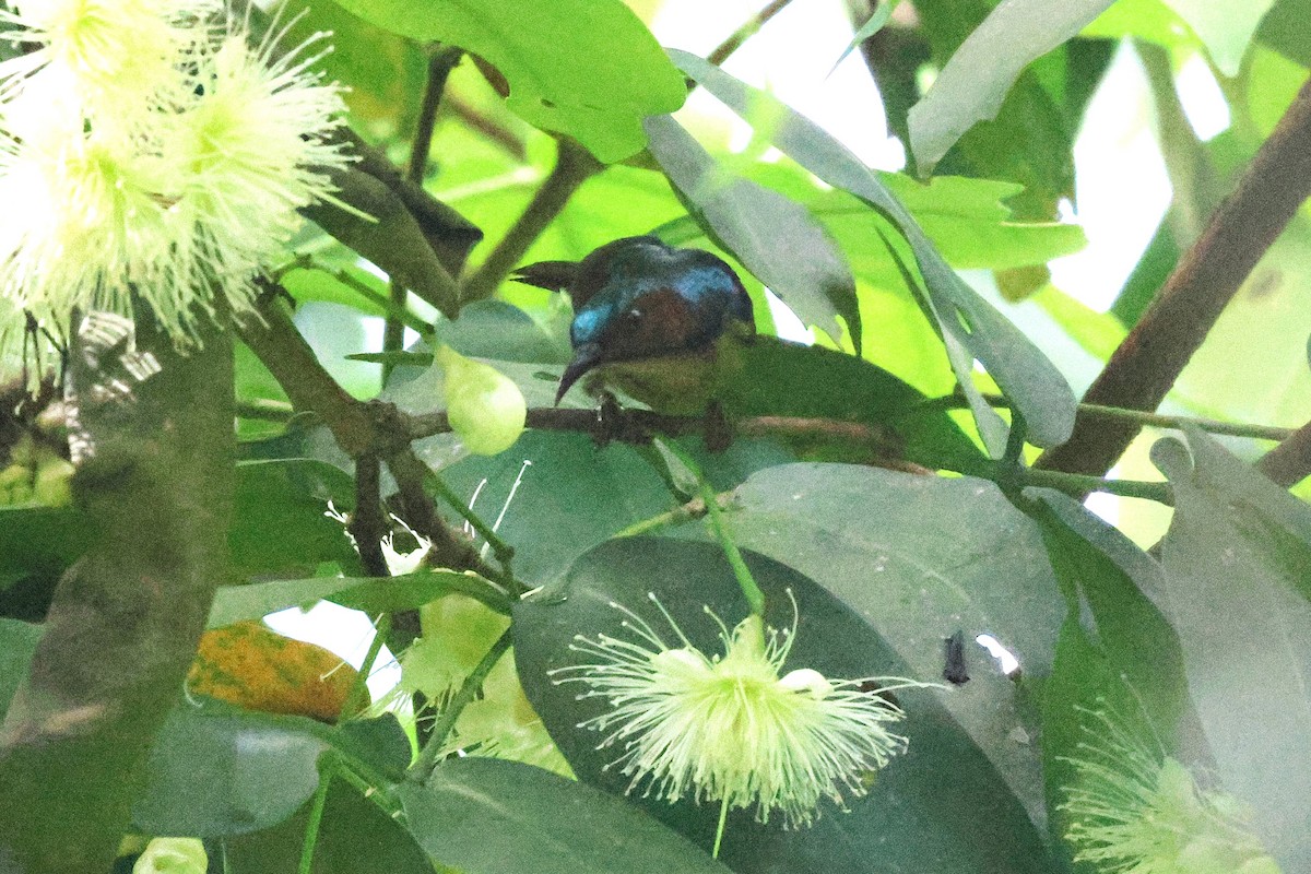 Brown-throated Sunbird - ML646417464