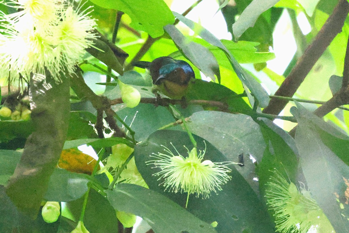 Brown-throated Sunbird - ML646417465