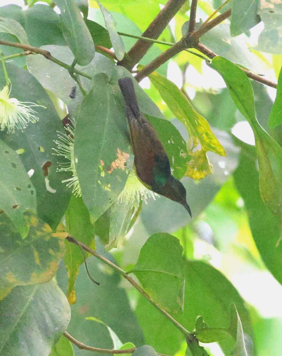 Brown-throated Sunbird - ML646417466