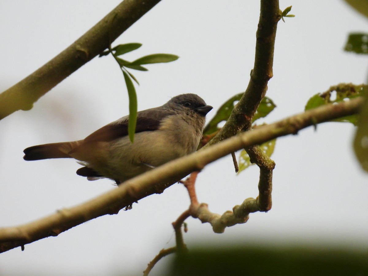 Plain-colored Tanager - ML646417467