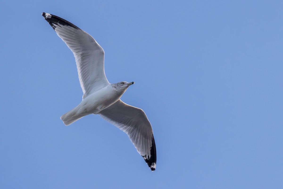 Ring-billed Gull - ML646417468