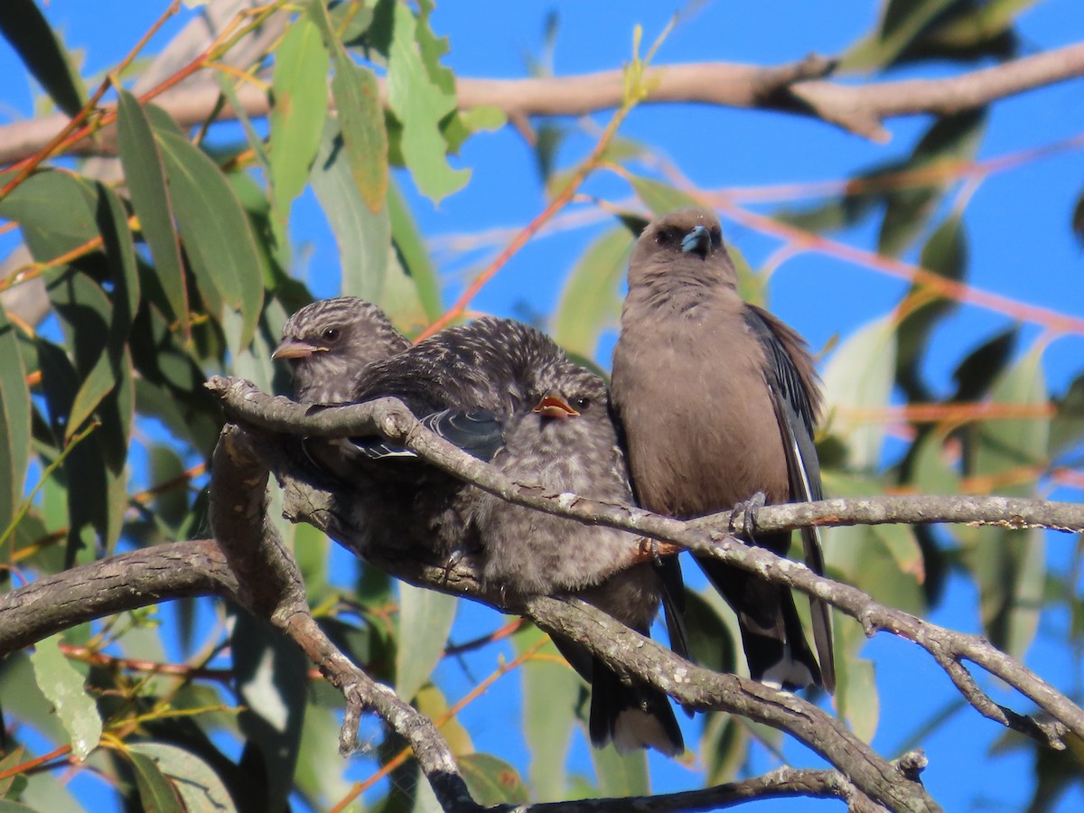 Dusky Woodswallow - ML646417469