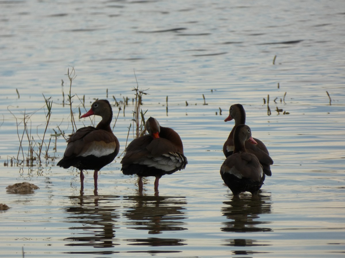 Black-bellied Whistling-Duck - ML646417472