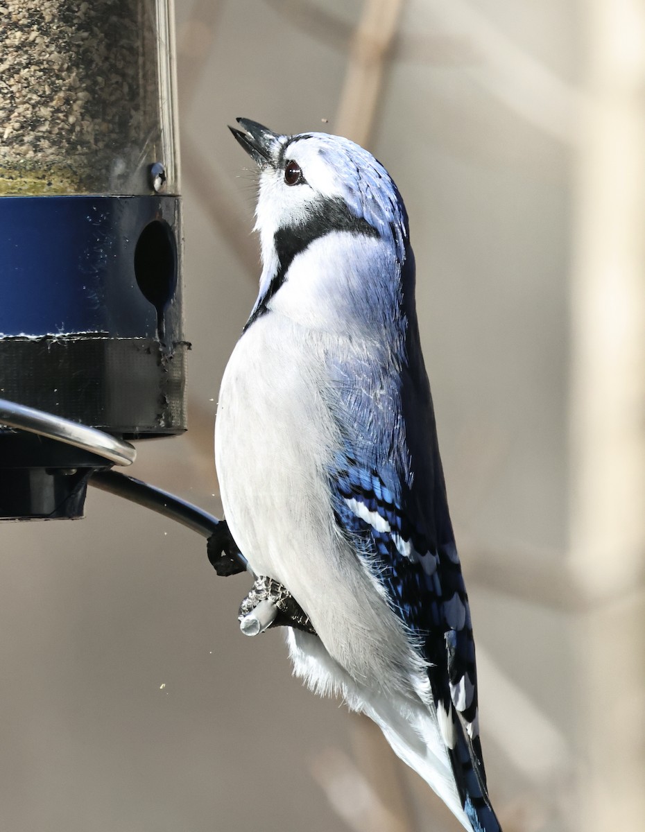 Blue Jay - ML646417475
