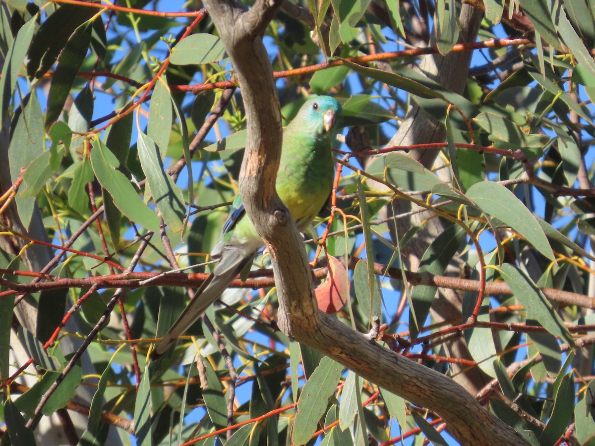 Red-rumped Parrot - ML646417477
