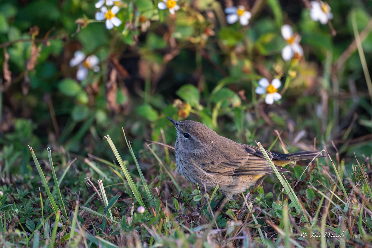 Palm Warbler - ML646417478