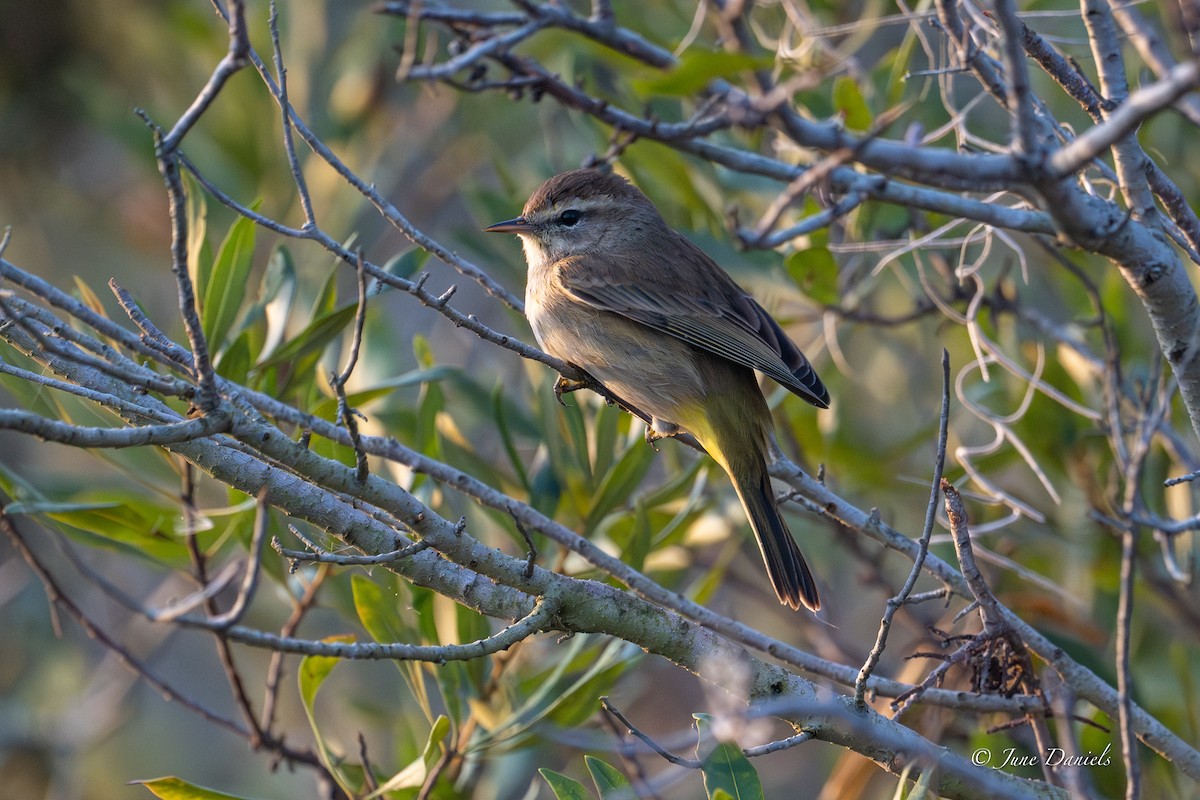 Palm Warbler - ML646417479