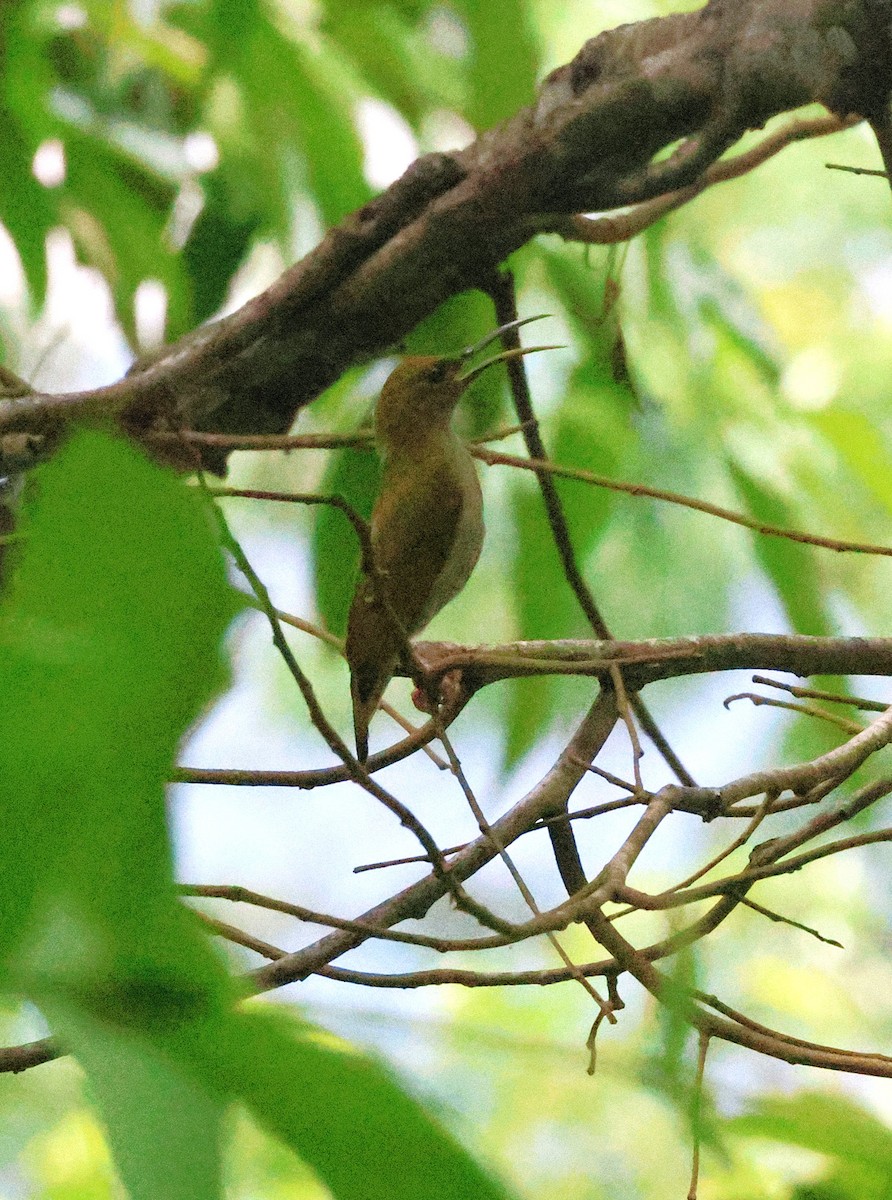 Gray-breasted Spiderhunter - ML646417480