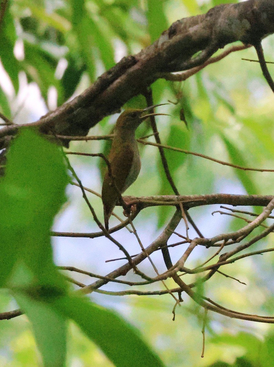 Gray-breasted Spiderhunter - ML646417481