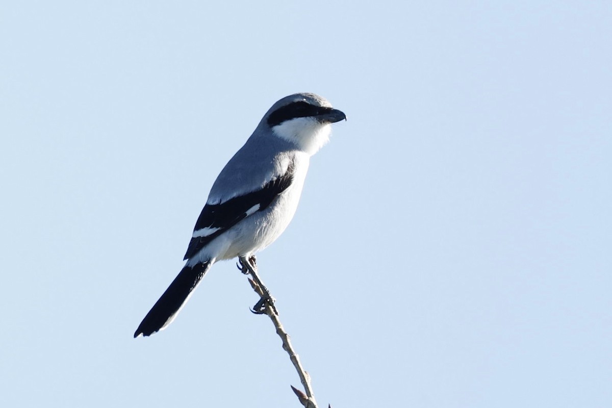 Loggerhead Shrike - ML646417482