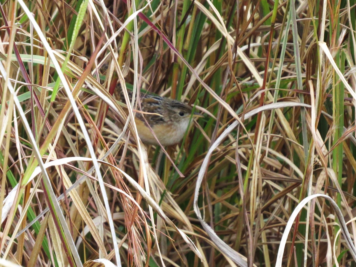Sedge Wren - ML646417483