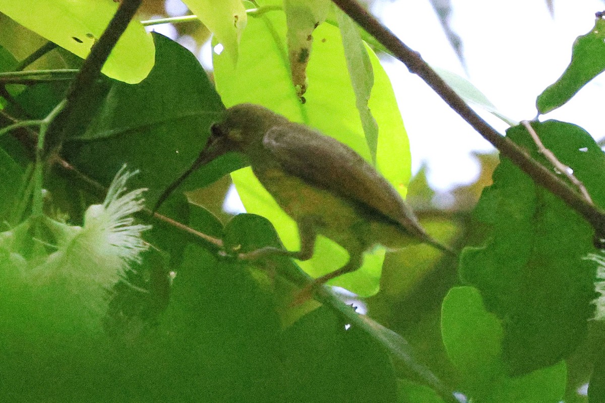 Spectacled Spiderhunter - ML646417485