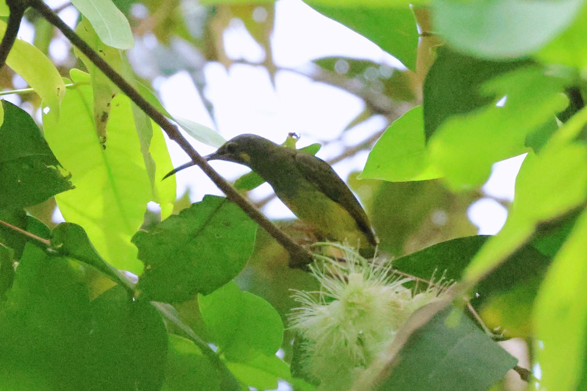 Spectacled Spiderhunter - ML646417486