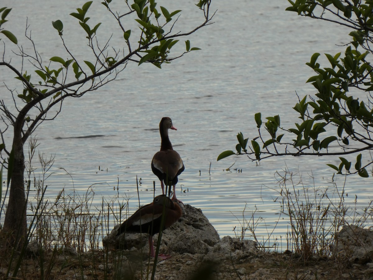 Black-bellied Whistling-Duck - ML646417488