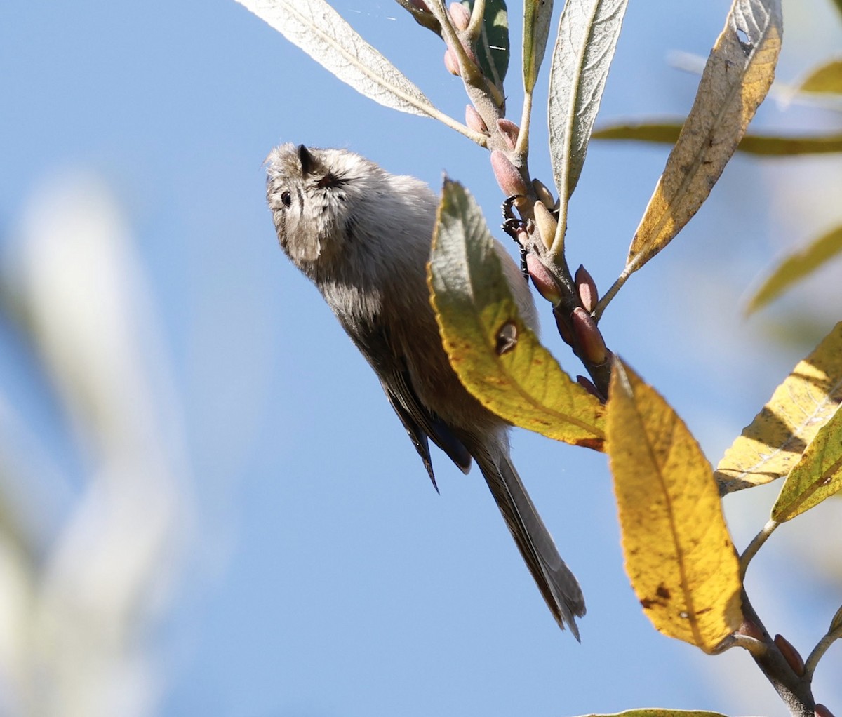 Bushtit (Pacific) - ML646417490