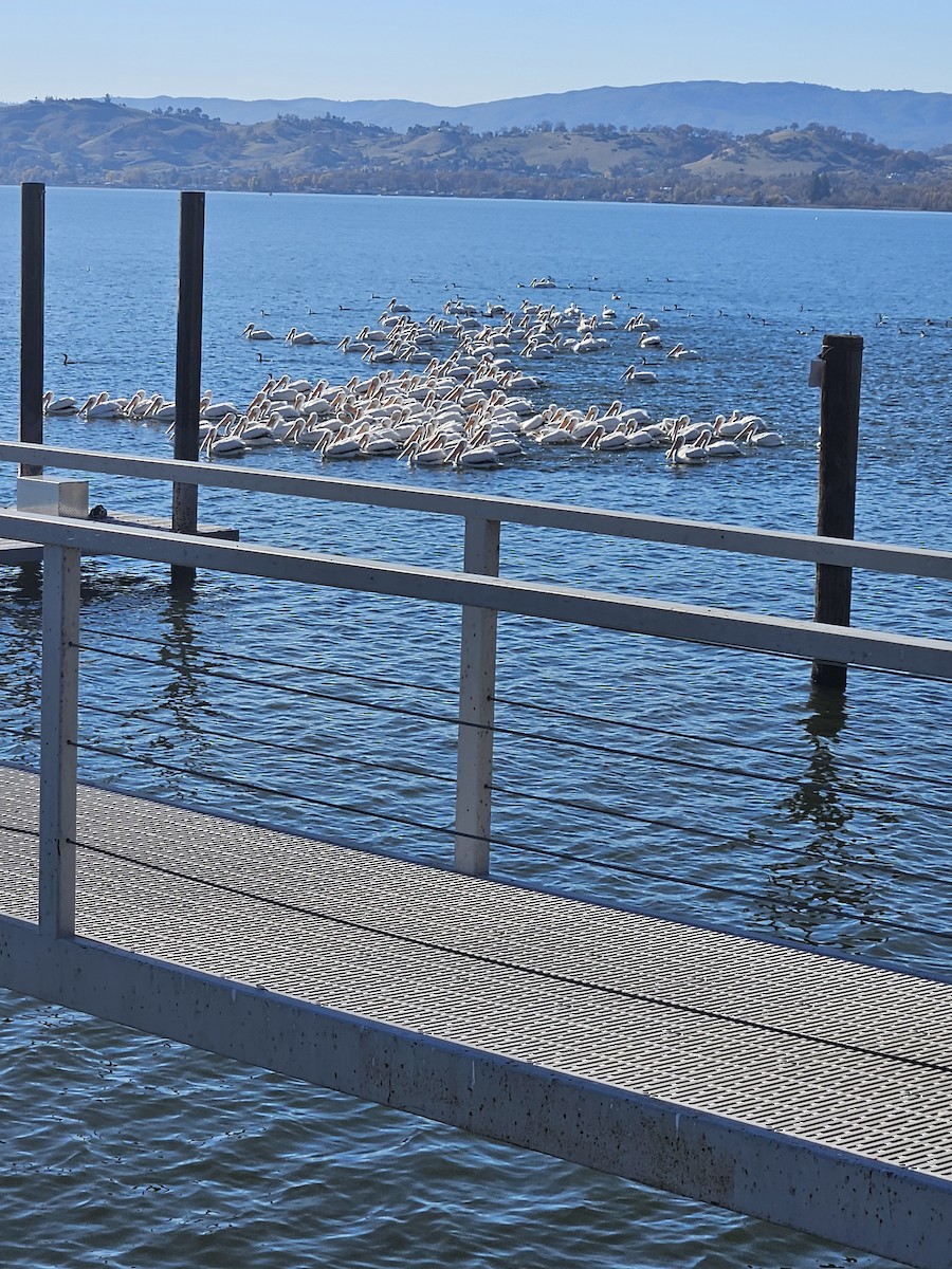 American White Pelican - ML646417491