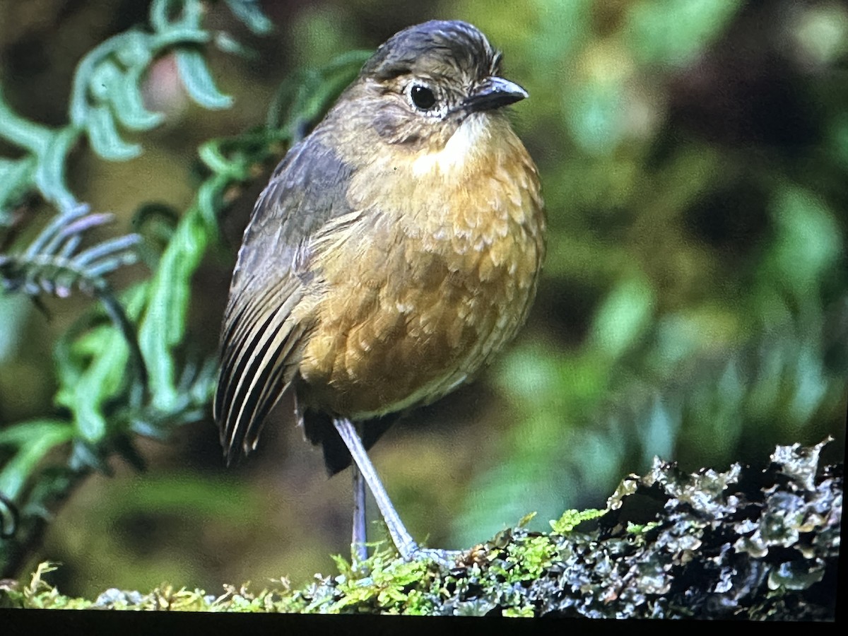 Tawny Antpitta - ML646417492