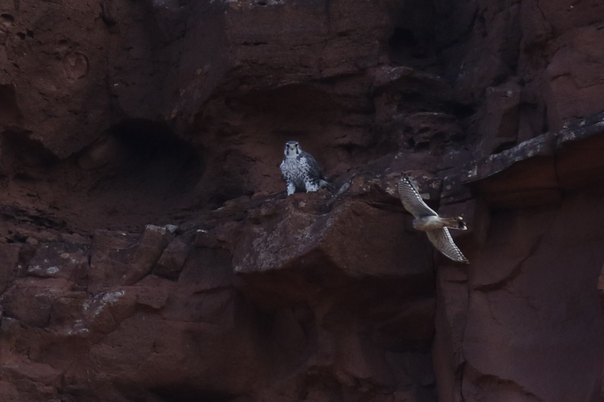 Prairie Falcon - ML646417493