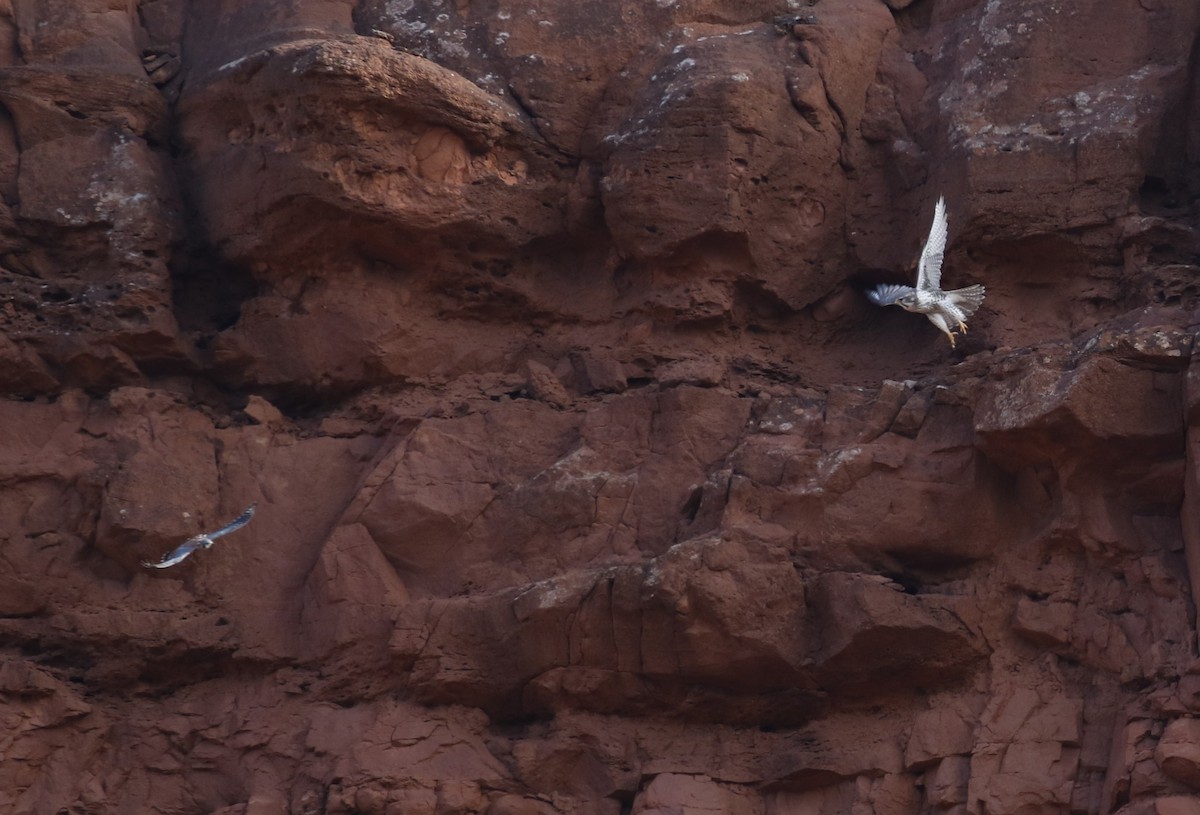 Prairie Falcon - ML646417495