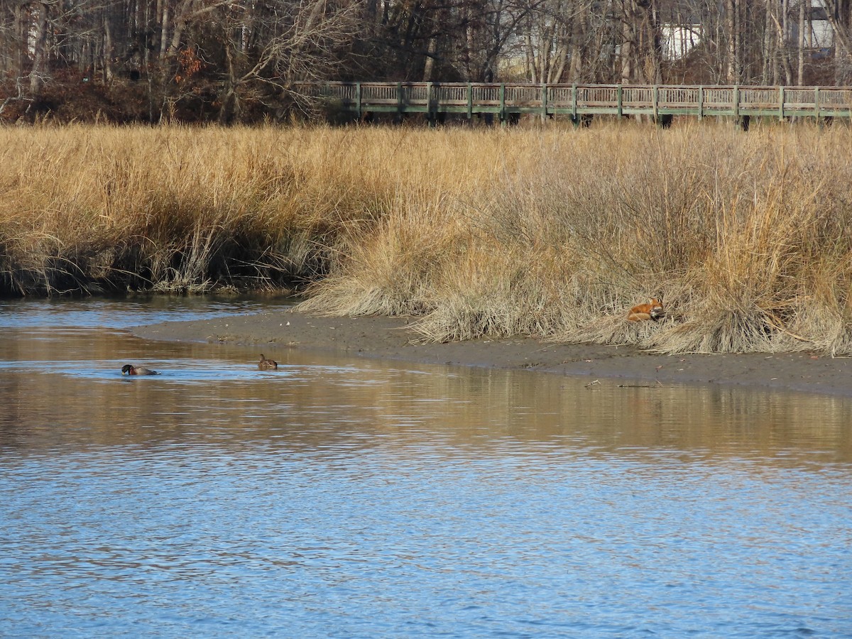 Red Fox - ML646417497