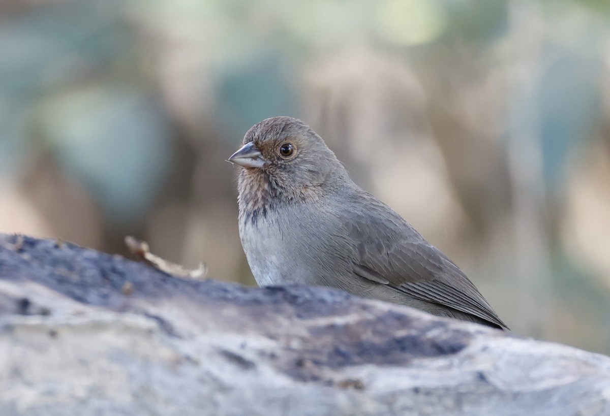 California Towhee - ML646417498