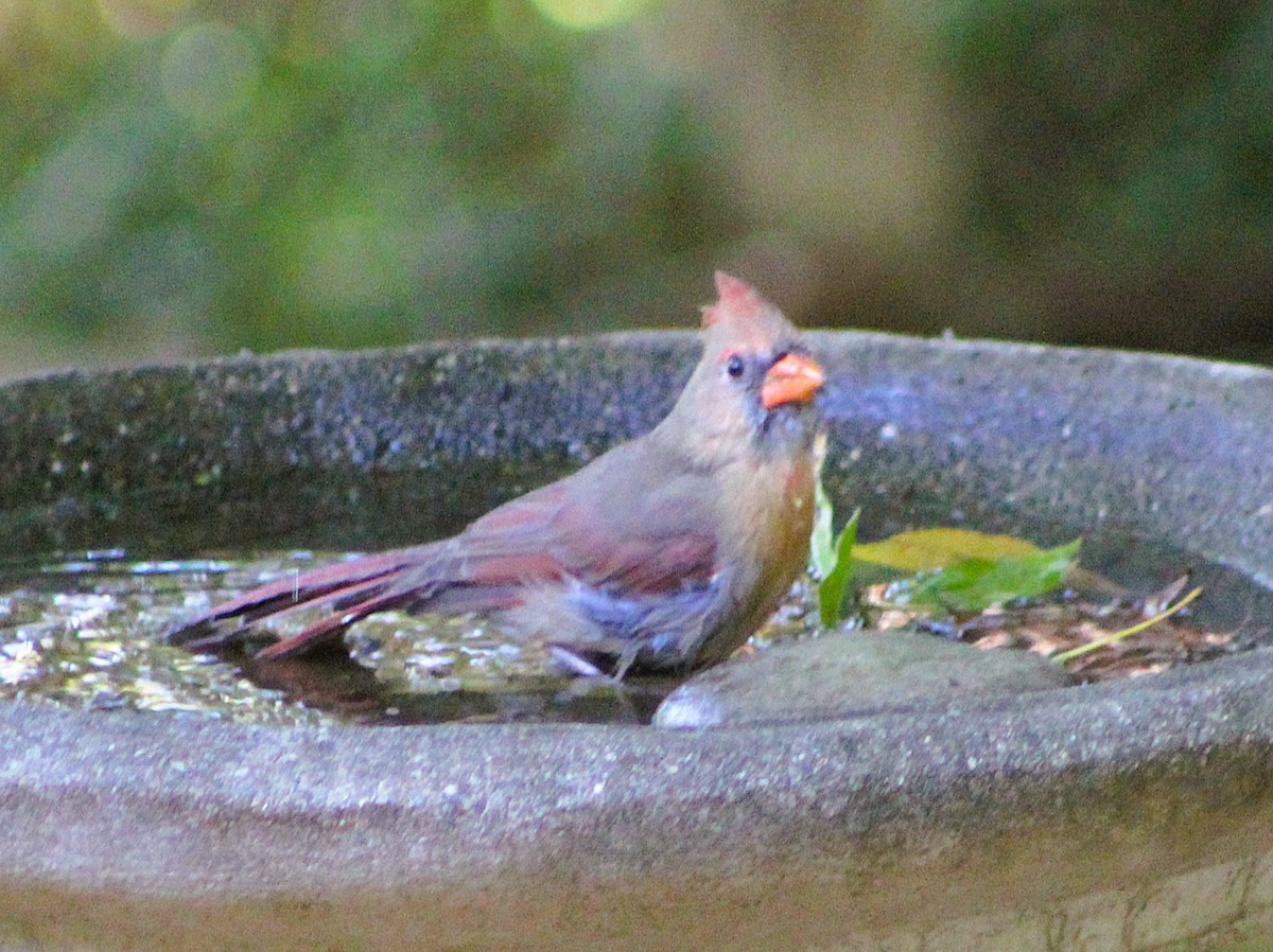 Northern Cardinal - ML646417501