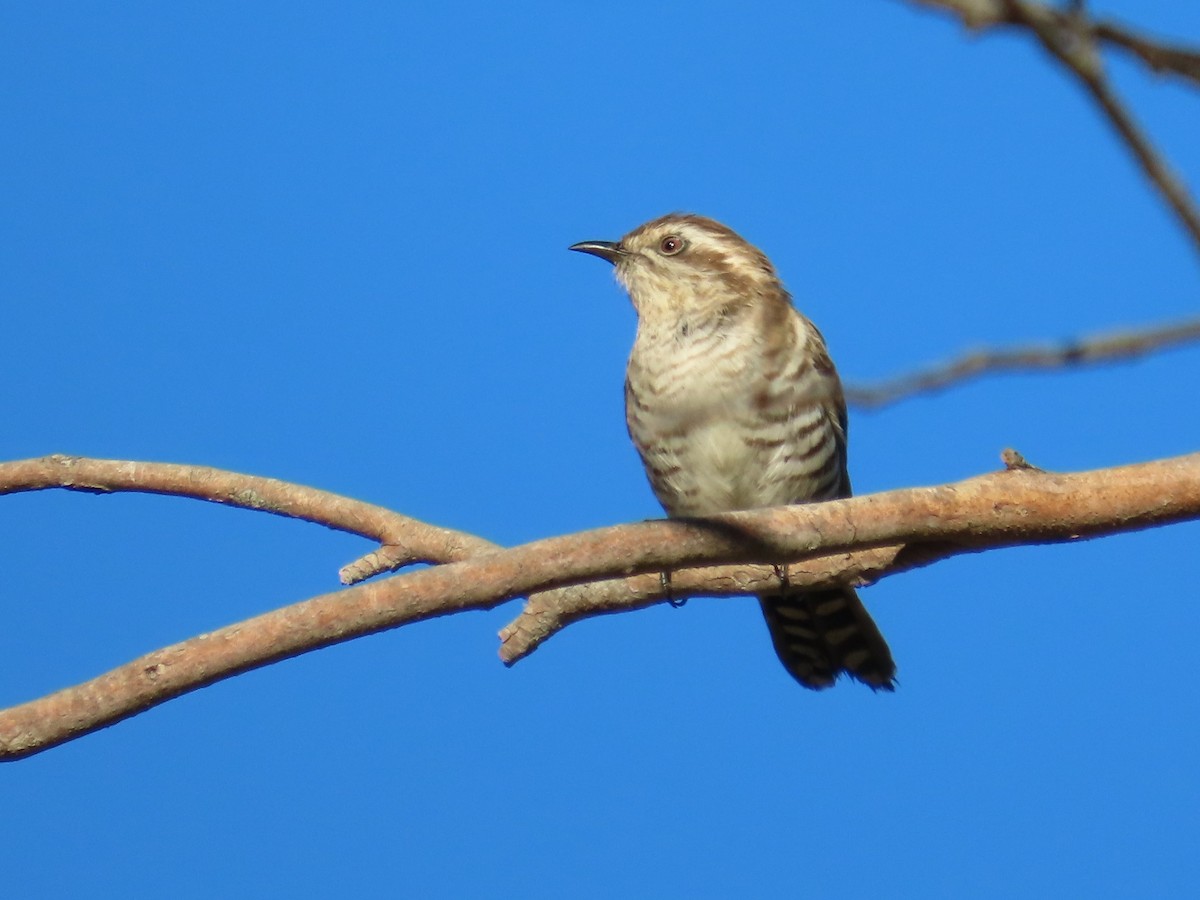 Horsfield's Bronze-Cuckoo - ML646417502