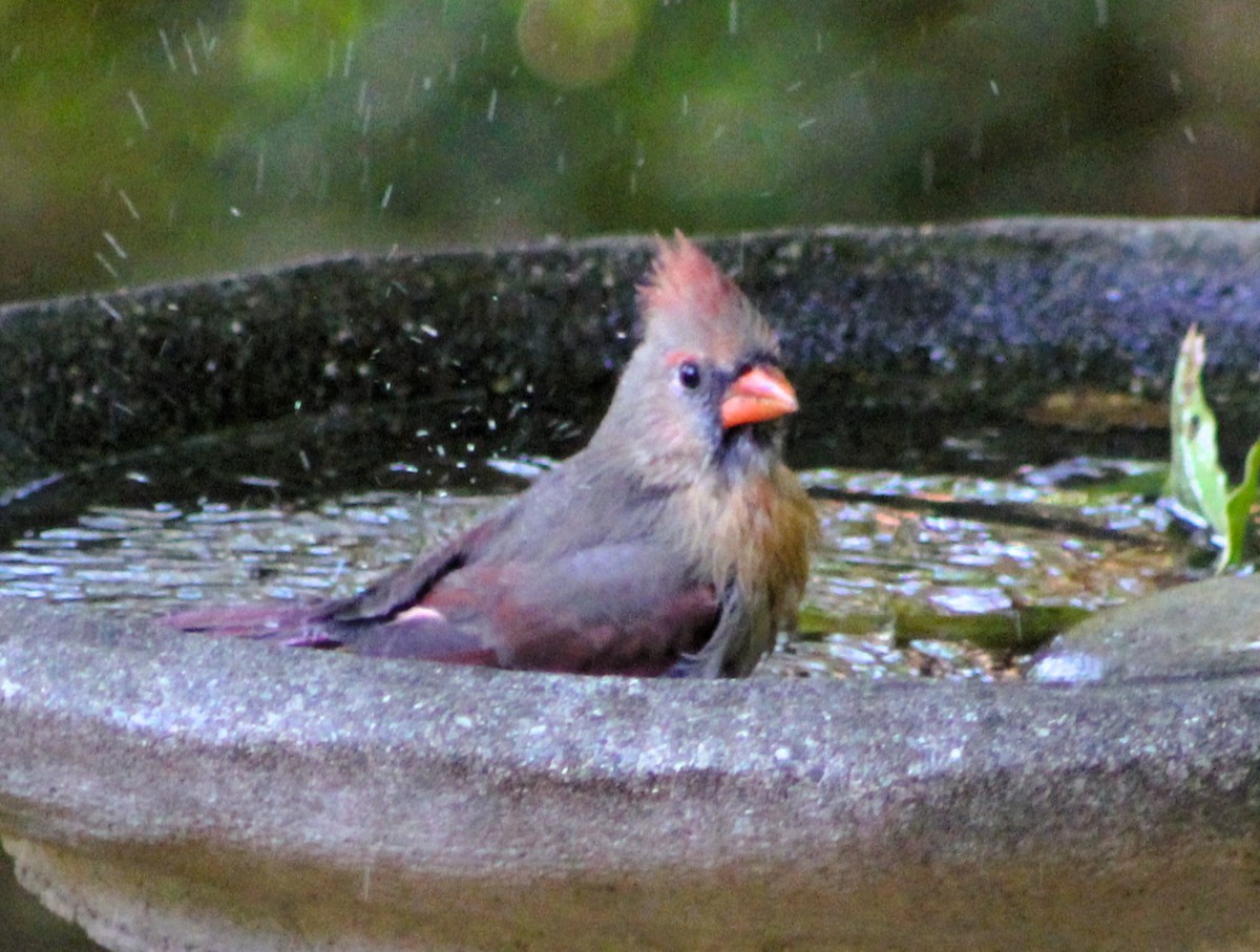 Northern Cardinal - ML646417503