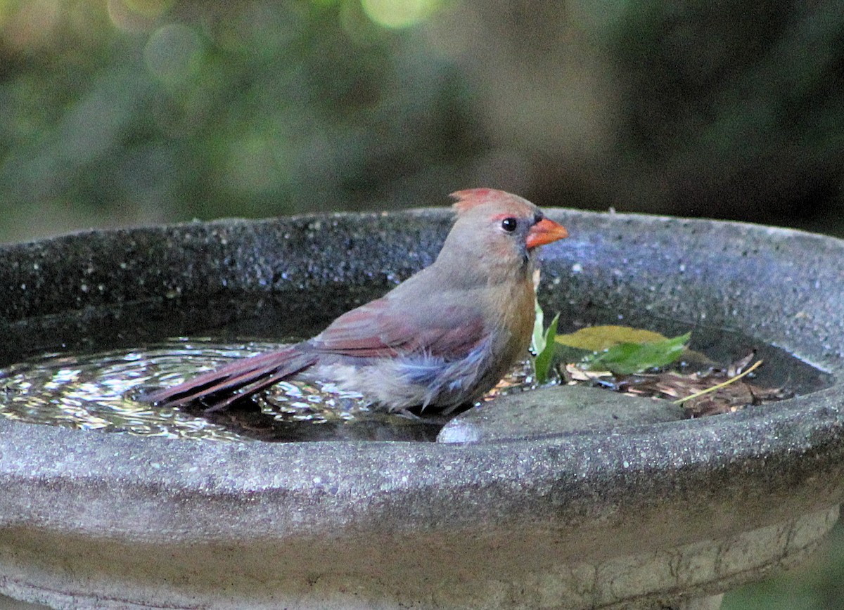 Northern Cardinal - ML646417504