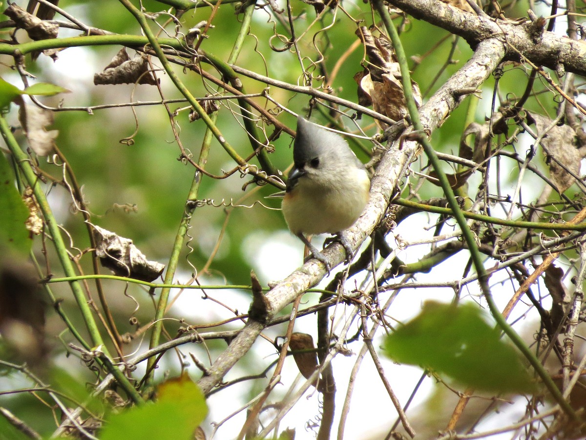 Tufted x Black-crested Titmouse (hybrid) - ML646417505