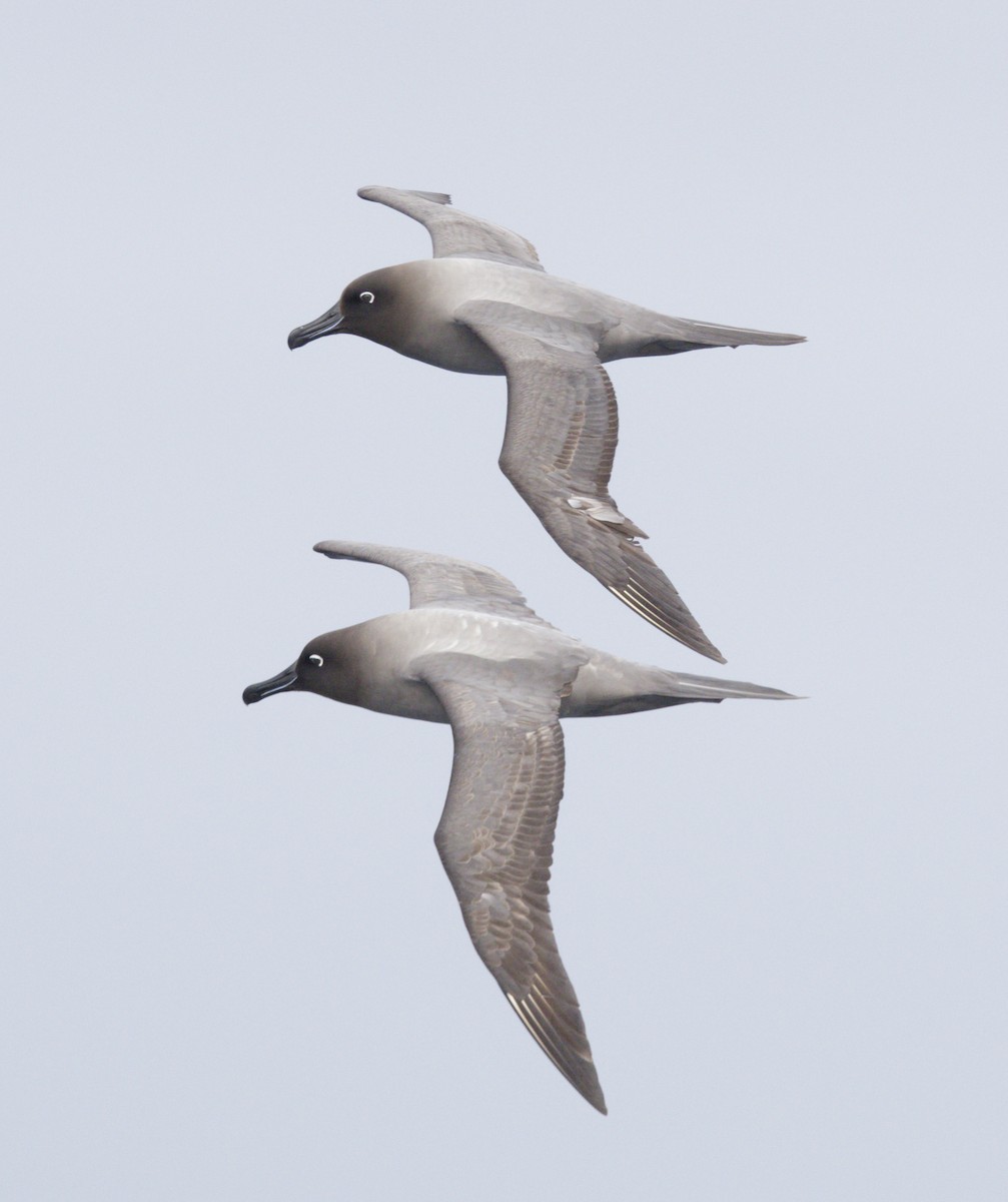 Light-mantled Albatross - ML646417507