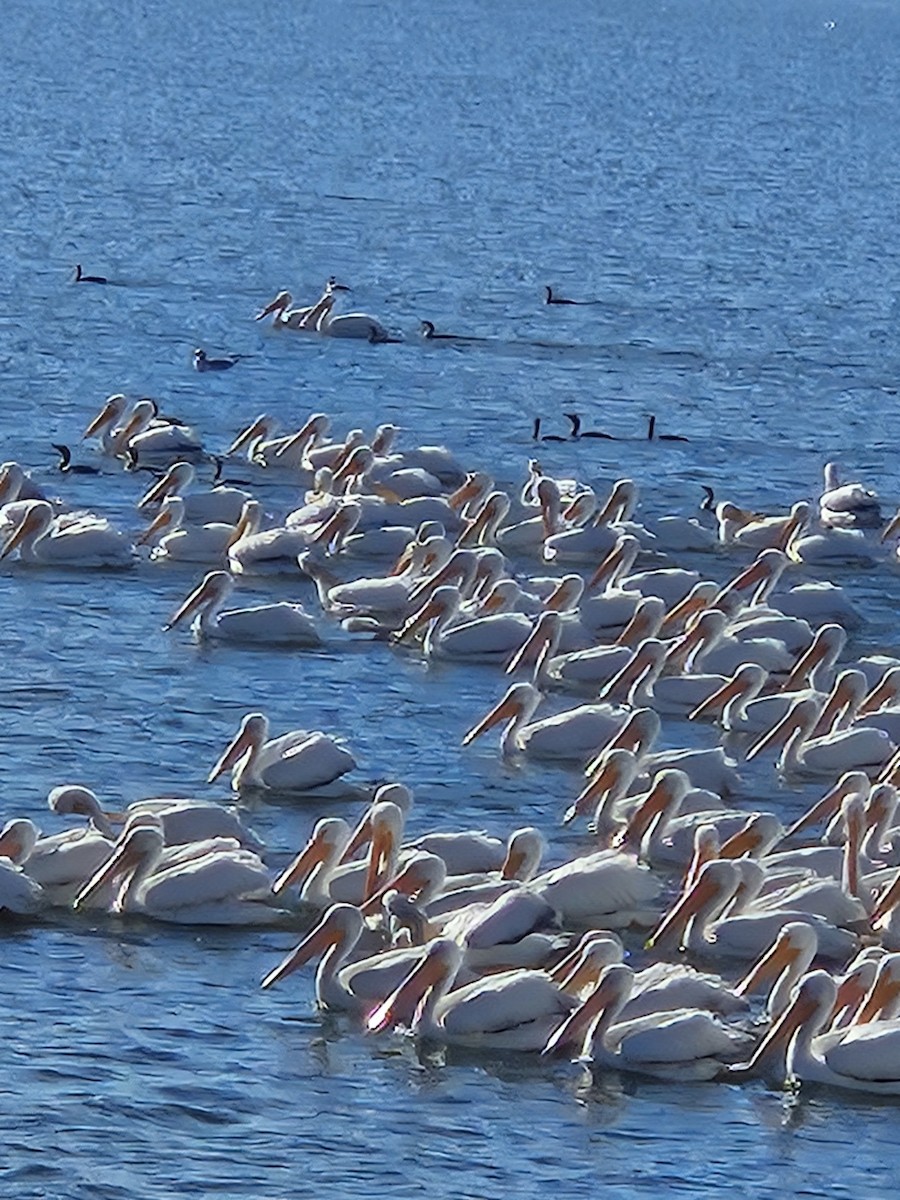 American White Pelican - ML646417509