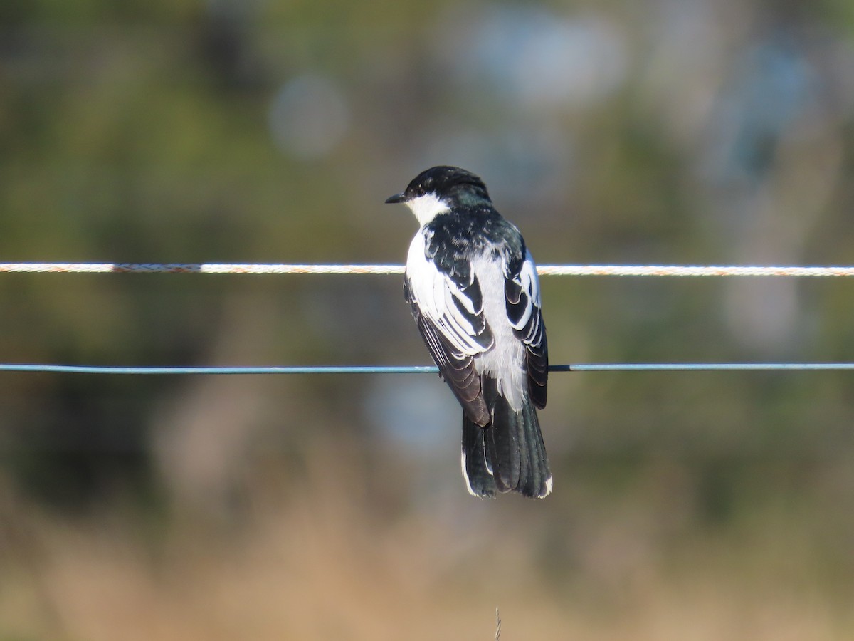 White-winged Triller - ML646417510