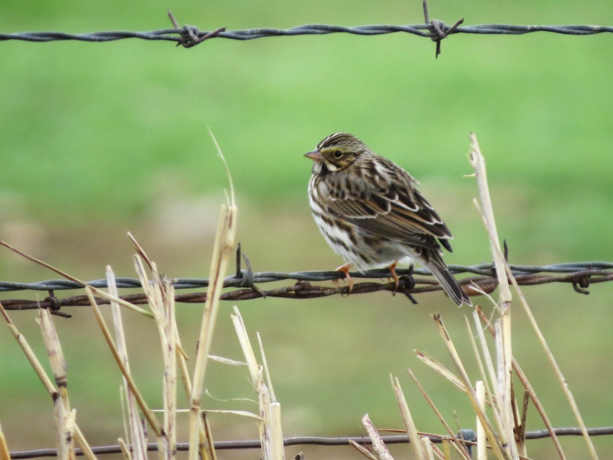 Savannah Sparrow - ML646417512