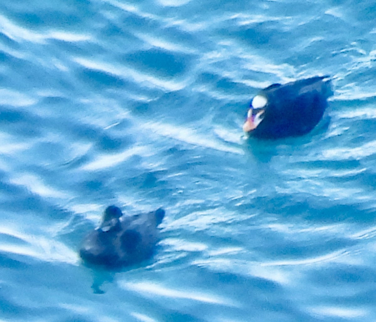 Surf Scoter - ML646417513