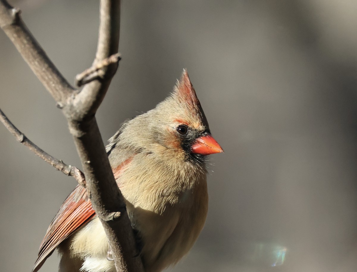 Northern Cardinal - ML646417514