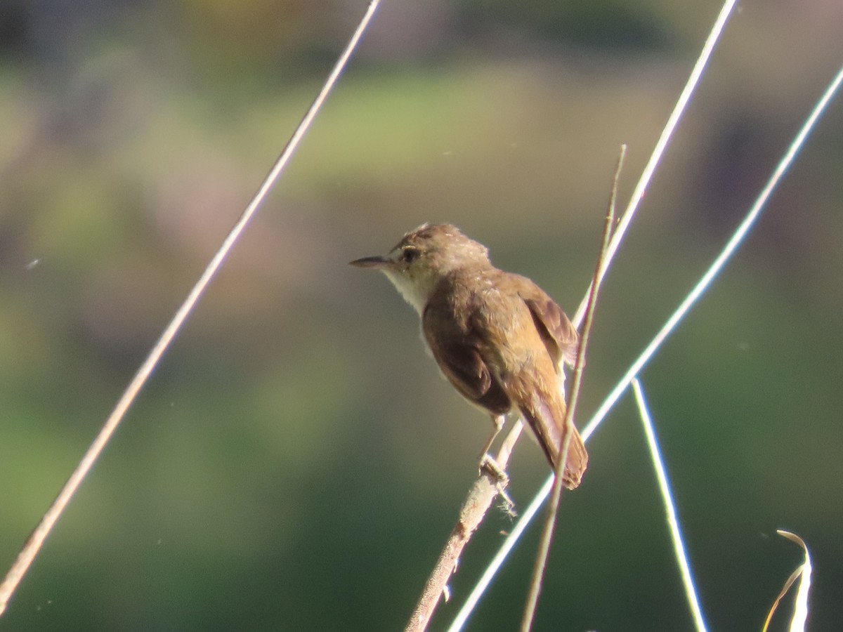 Australian Reed Warbler - ML646417516